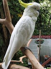 CairnsTC181 Cairns Tropical Zoo